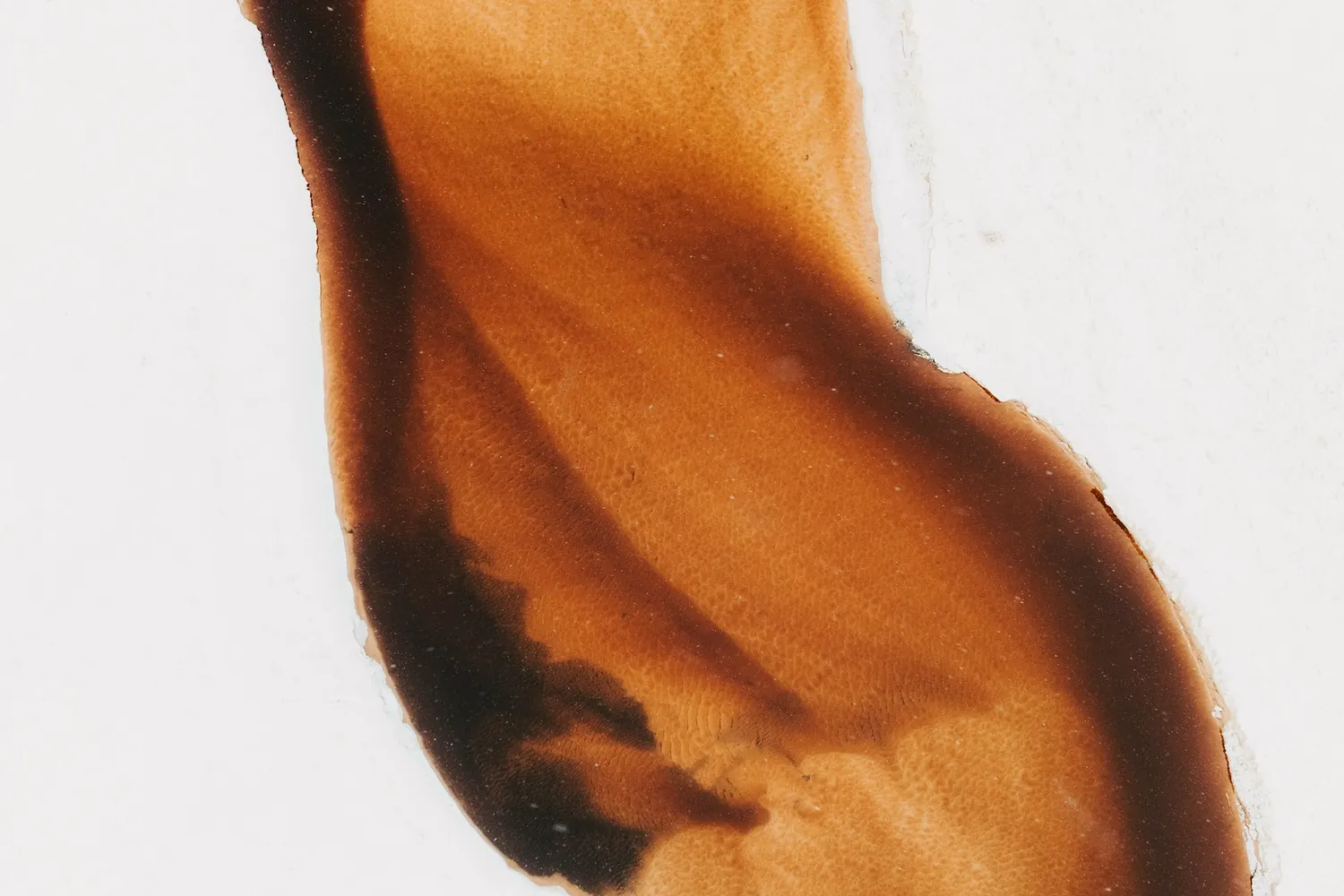 Une volute d'encre brune qui se déploie sur un fond blanc